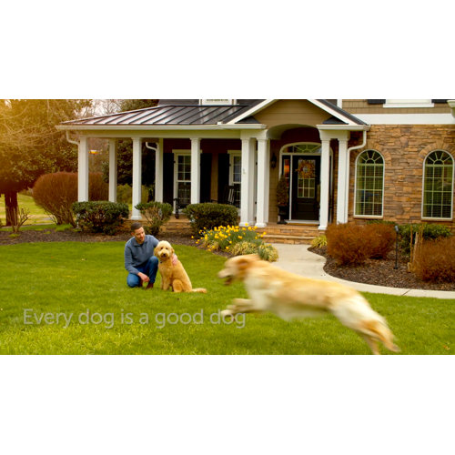 PetSafe® Stubborn Dog Receiver Collar & Reviews Wayfair